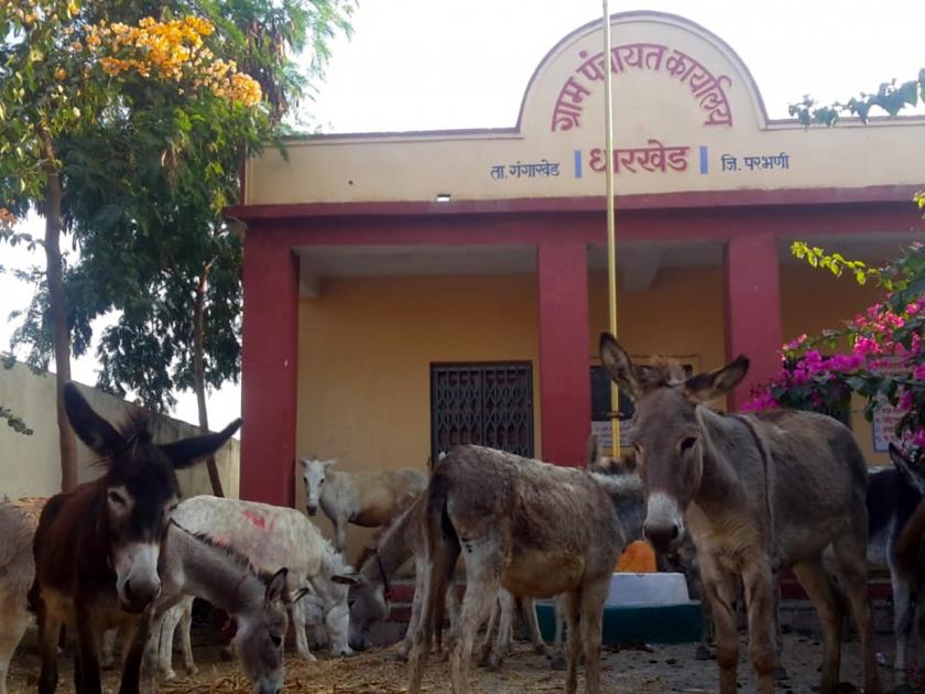 Parbhani: 26 in the donkey's compound, the owner escapes | परभणी : २६ गाढवं कोंडवाड्यात;मालक फरार