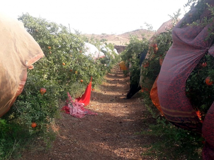 Parbhani: Protection of pomegranate gardens with cloth cover | परभणी : कापडी आच्छादनाने डाळिंब बागांचे संरक्षण