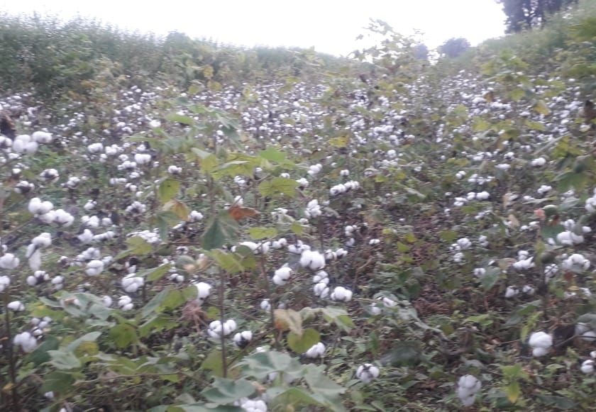 Cotton prices plummeted in the private market | खासगी बाजारपेठेत कापसाचे भाव कोसळले
