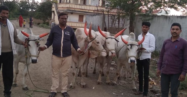 The thieves left the streets after the bull was exhausted | बैल थकल्यानंतर चोरट्यांनी सोडले रस्त्यावर