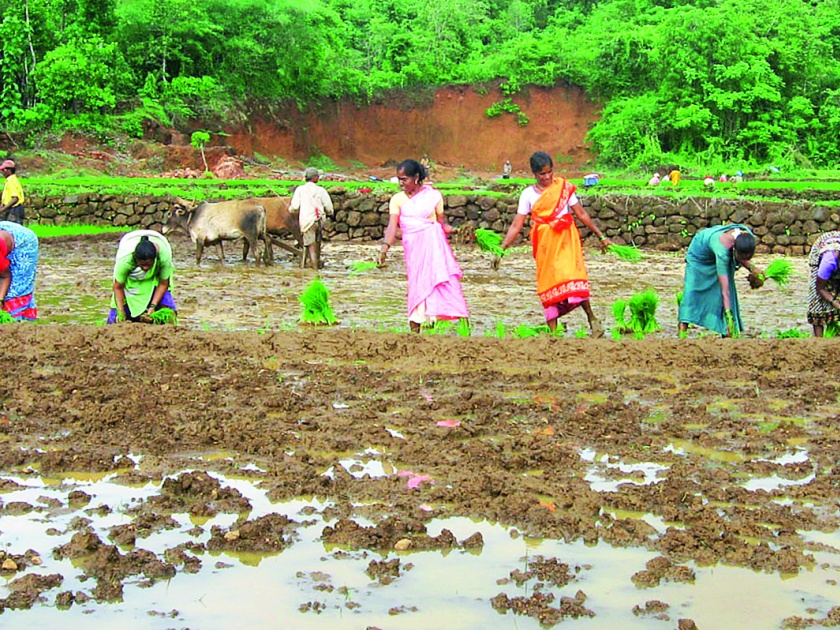 Less than the crop crop insurance scheme, 1214 farmers from Ratnagiri district have benefitted from this | फसल पीक विमा योजनेकडे पाठ, रत्नागिरी जिल्ह्यातील १२१४ शेतकऱ्यांनी घेतला लाभ