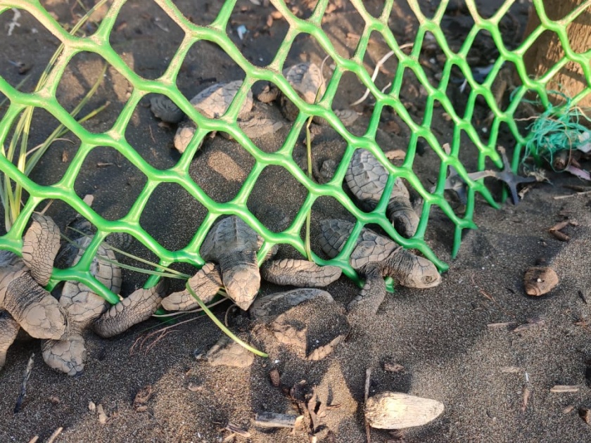 Tortoise kills many because of turmoil at conservation center | संवर्धन केंद्राच्या हलगर्जीपणामुळे कासवाच्या अनेक पिल्लांचा मृत्यू