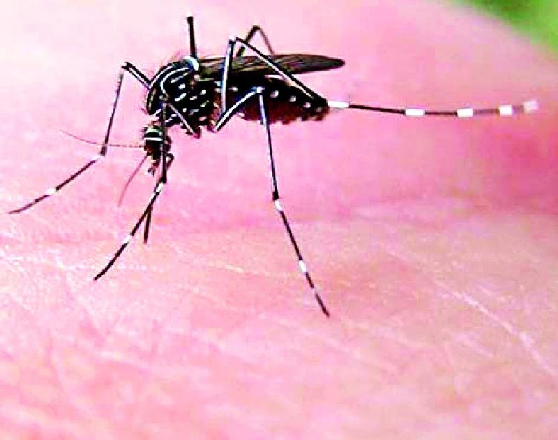 Dengue scarring of 157 patients in ten months | दहा महिन्यात १५७ रुग्णांना डेंग्यूचा डंख