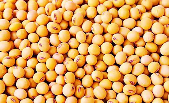 4,585 farmers died due to the help of soybean | ४,५८५ शेतकरी सोयाबीनच्या मदतीला मुकले