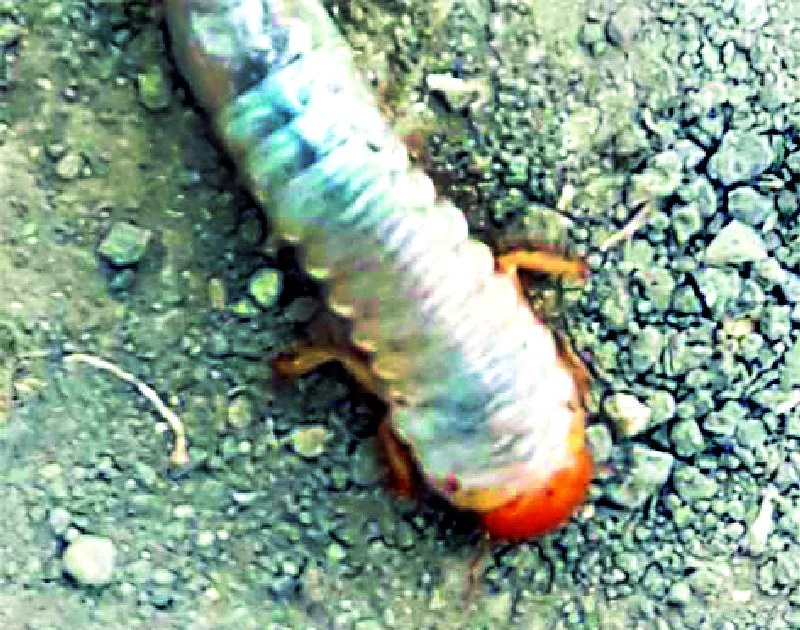 Infertility of 'Hyunni' larva in Belgaum Shivar along with Nagzari | नागझरीसह बेलगाव शिवारात ‘हुमनी’ अळीचा प्रादुर्भाव