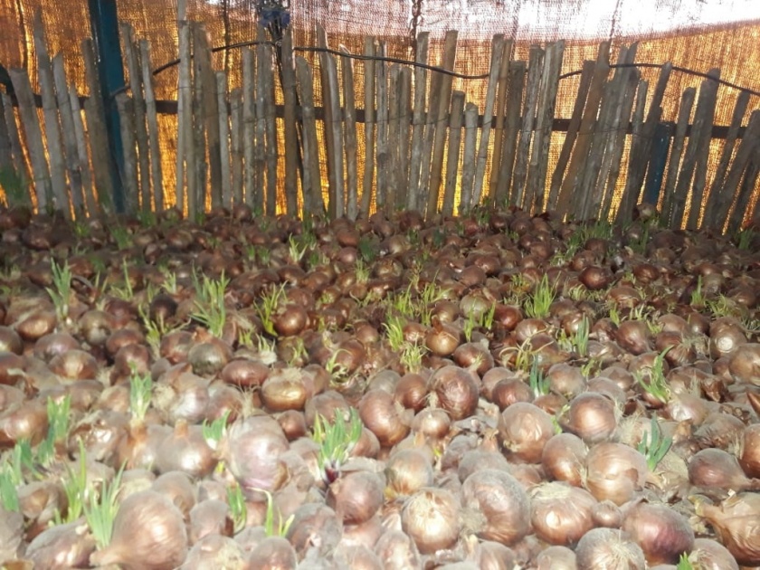 The demand for panchnama on the chawl is turned on | चाळीतील सडलेल्या कांद्याचे पंचनामे करण्याची मागणी