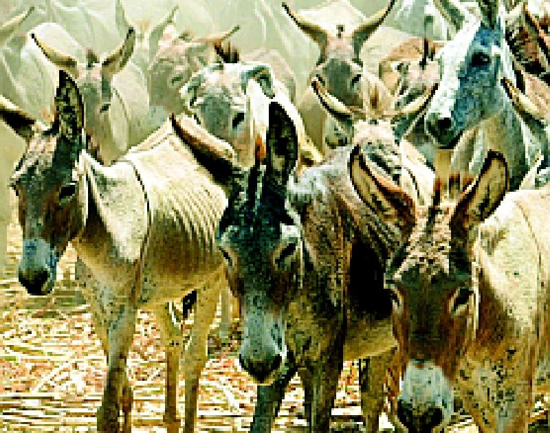 Frontier with donkeys to pay pensioners | पेन्शनर काढणार गाढवांसह मोर्चा