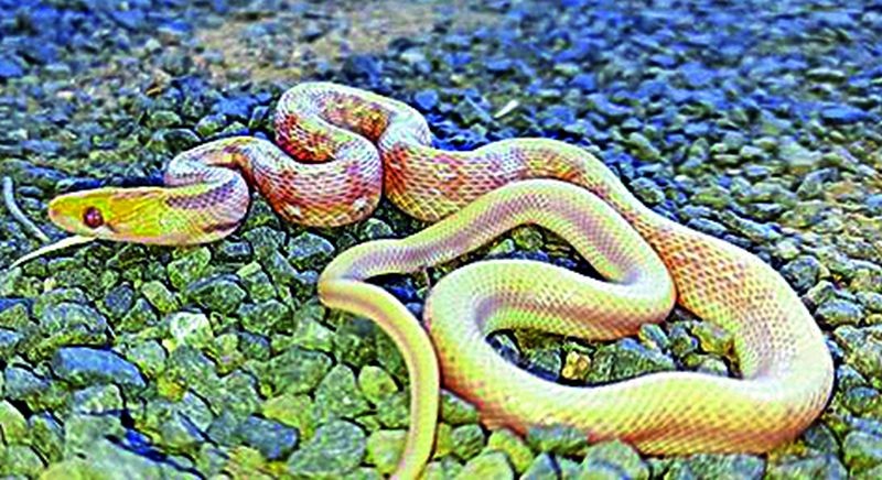 The snake is worshiped on Nagpanchami, so why is it killed on other days? | नागपंचमीला सापाला पूजले जाते, मग इतर दिवशी का मारले जाते?