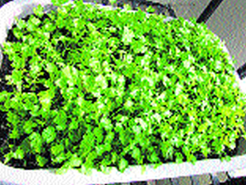  Sprinkle cilantro for 5 thousand rupees | कोथिंबीर १८ हजार रु पये शेकडा