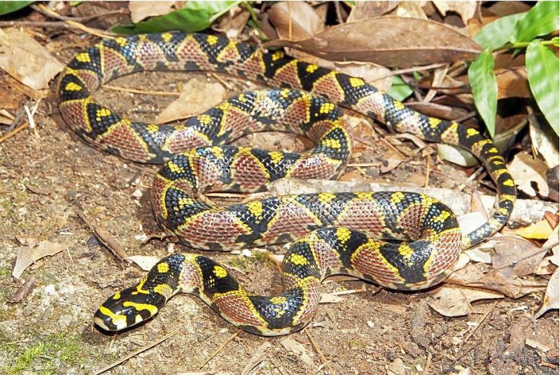 Mandarine Rat Snake found in Mizoram forest | मिझोरमच्या जंगलात आढळला ‘मॅन्डारीन रॅट स्नेक’