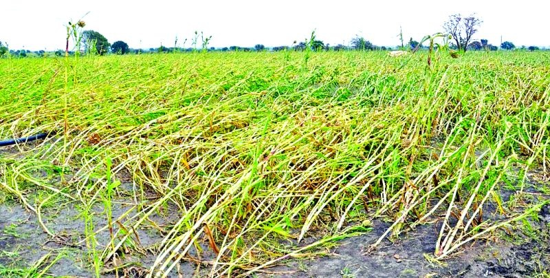 Damage of crop in Nagpur district in 54,202 hectares | नागपूर जिल्ह्यात ५४,२०२ हेक्टरमध्ये नुकसान