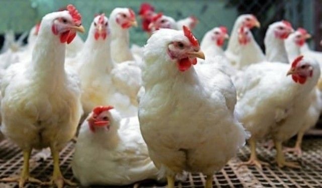 7 to 8 crore daily turnover in poultry in crisis | पोल्ट्रीतील ७ ते ८ कोटींची दैनिक उलाढाल संकटात