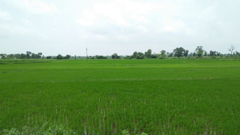 Farmer gets land for fodder; Decision of state government | चाऱ्यासाठी शेतकऱ्यांना मिळणार गाळपेर जमीन; राज्य शासनाचा निर्णय