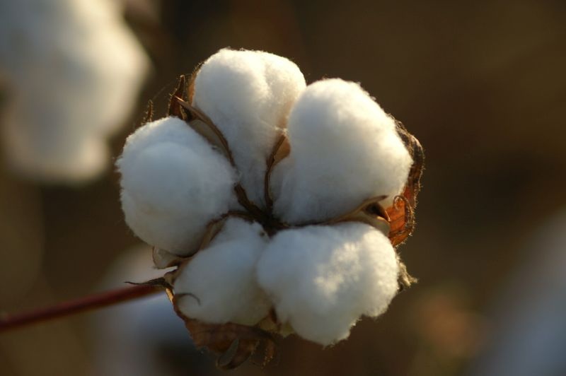 Expect large cotton crop in the state | राज्यात एक कोटी रुईगाठींची अपेक्षा