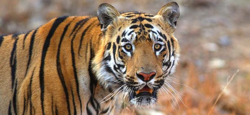 Six Tigers hunting in Melghat? | मेळघाटात सहा वाघांची शिकार?
