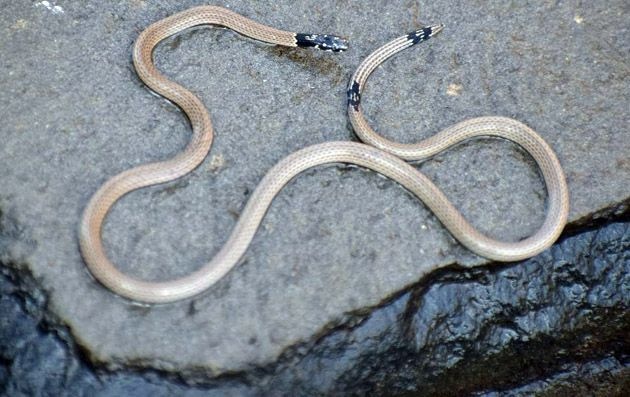 Rare and poisonous snake found in Amravati disttict | अतिशय विषारी असलेल्या पोवळा या दुर्मिळ सापाची अमरावतीत नोंद