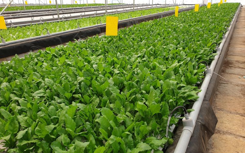 18 leafy vegetable nurseries will be set up in Nagpur | नागपुरात पालेभाज्यांच्या १८ रोपवाटिका तयार करणार