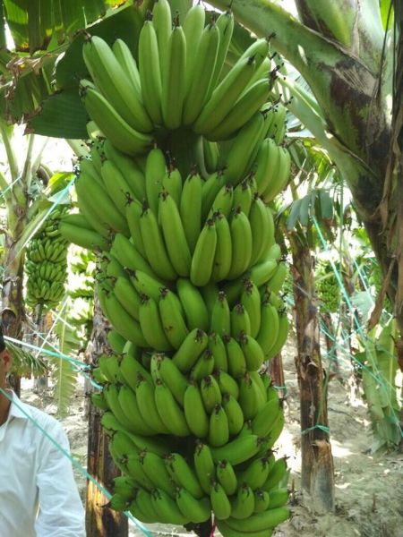 Banana garden by patients of Nagpur Mental hospital | उपराजधानीतील मनोरुग्णांनी फुलवली केळीची बाग