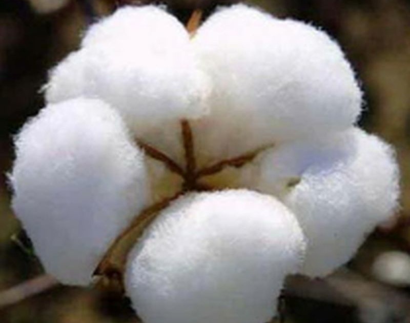 Purchase of three and a half lakh quintals of cotton | साडेतीन लाख क्विंटल कापूस खरेदी