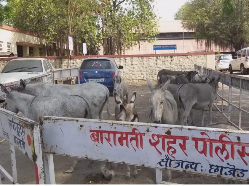 baramati police arrest donkey smugglers | गाढवांची तस्करी करणाऱ्याला बारामती पाेलिसांनी घेतले ताब्यात