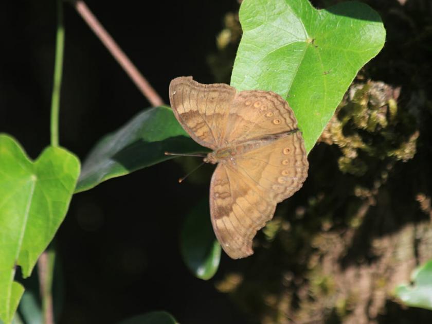 Butterfly Festival in Radhanagari Sanctuary | राधानगरी अभयारण्यात बहरला फुलपाखरांचा महोत्सव
