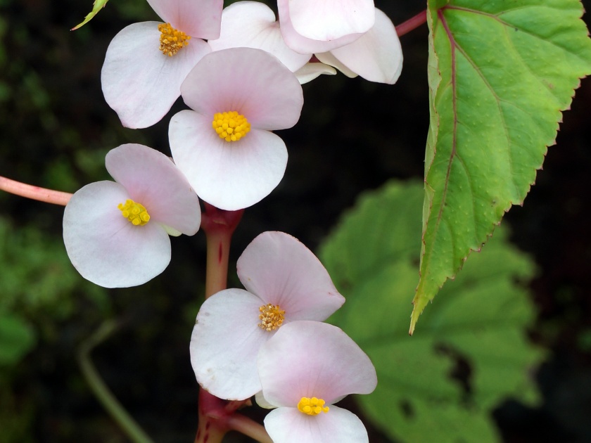 A new species of Begonia plant found in the Western Ghats | पश्चिम घाटात सापडली बेगोनिया वनस्पतीची नवीन जात