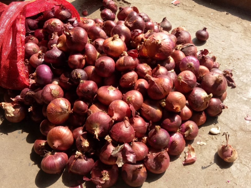 Egypt onion arrives in Kolhapur | कोल्हापुरात इजिप्तचा कांदा दाखल, किलोला ८0 रुपयांचा दर