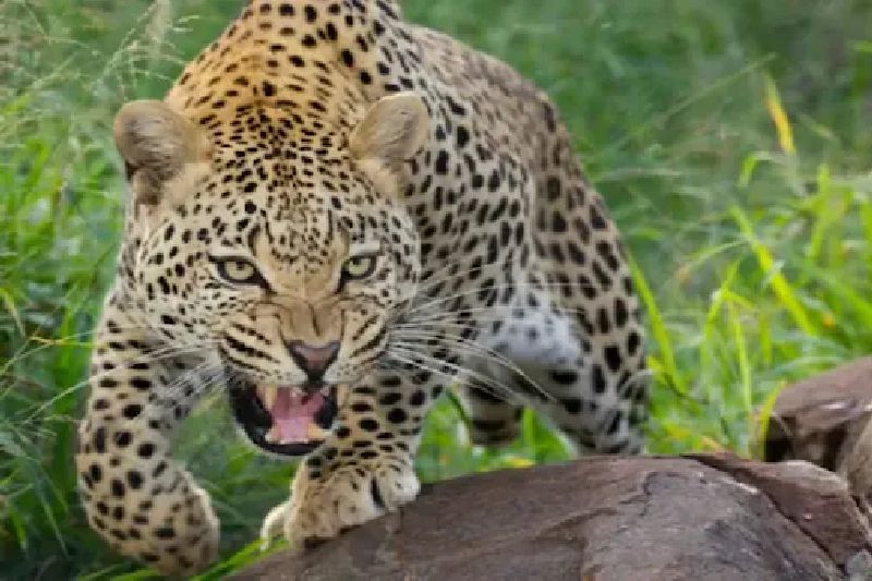 man from Illur was killed in a leopard attack | दक्षिण गडचिरोलीत बिबट व अस्वलाचा धुमाकूळ; इल्लूरचा व्यक्ती ठार तर कमलापूरमधील जखमी