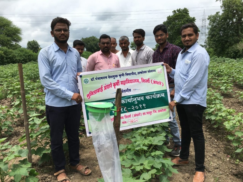 Recommended measures for the farmers to control the bollworm | बोंडअळीच्या नियंत्रणासाठी विद्यार्थ्यांनी शेतकऱ्यांना सुचविल्या उपाययोजना!