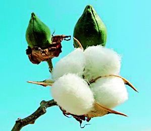 Cotton reduction; Increase the area of ​​tur, soya bean! | कपाशी कमी; तूर, सोयाबीनची क्षेत्रवाढ!