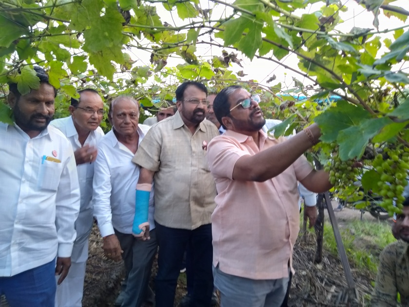  Provide insurance protection for grape crops year-round: Raju Shetty | द्राक्ष पिकांना वर्षभर विमा सुरक्षा द्या : राजू शेट्टी