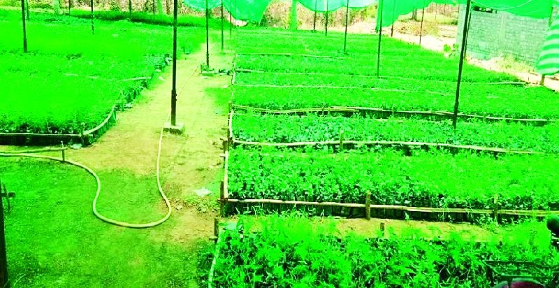 43 nursery nurseries spread around 55 lakh plants | ९५ लाख रोपांनी बहरल्या ४३ रोपवाटिका