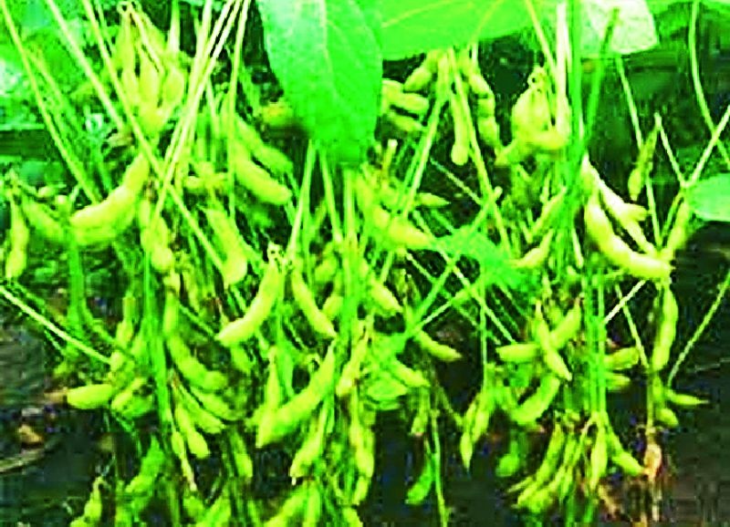 Farmers in the district suffer from shortage of soybeans | सोयाबीनच्या अल्प दरामुळे जिल्ह्यातील शेतकरी संकटात