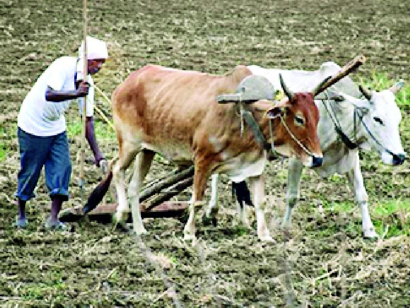 Hundreds of farmers confused due to debt-free scheme errors | कर्जमुक्ती योजनेतील त्रुटींमुळे शेकडो शेतकऱ्यांमध्ये संभ्रम
