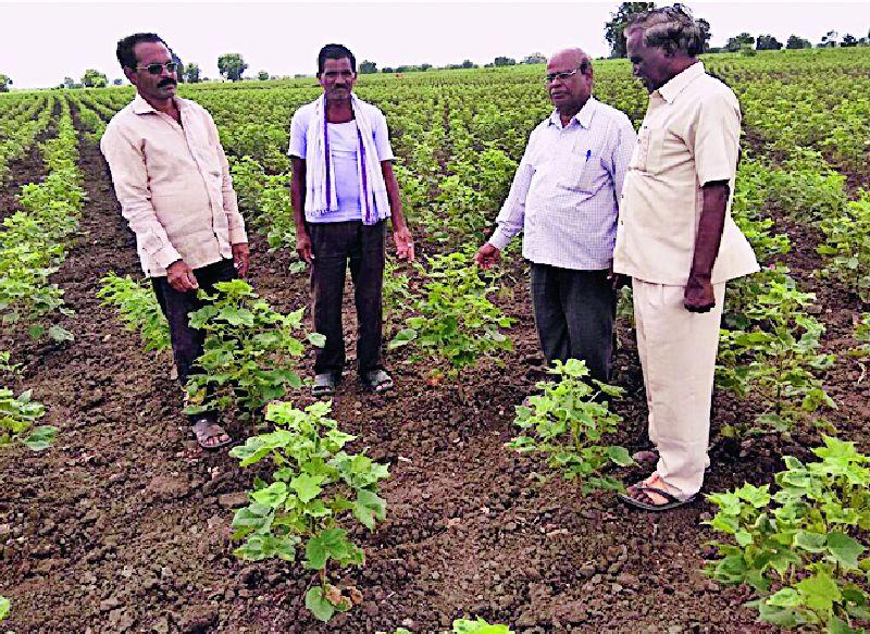 Inflammation of 'Churada' on hundreds of hectares of cotton | शेकडो हेक्टरमधील कपाशीवर ‘चुरडा’चा प्रादुर्भाव