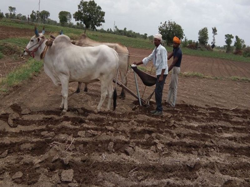 63% sowing of Khariphi in Dhule district completed | धुळे जिल्ह्यात खरिपाच्या ६३ टक्के पेरण्या पूर्ण