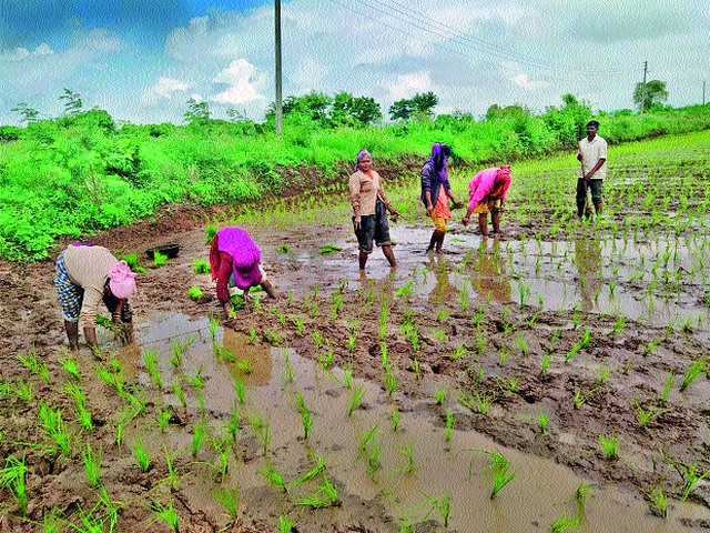 Paddy planting slowed down due to lack of satisfactory rainfall | समाधानकारक पावसाअभावी भात लावणीचा वेग मंदावला