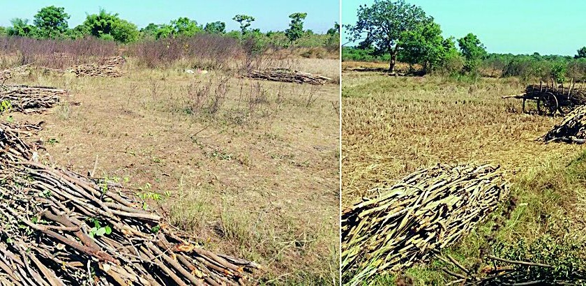 An illegal tree plantation in the Arsaoda forest grew | अरसोडा जंगलात अवैध वृक्षतोड वाढली