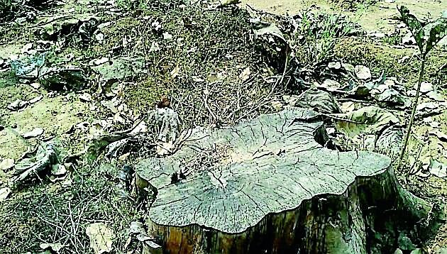 Destroy FDCM plantation plants | एफडीसीएम रोपवनातील झाडे नष्ट