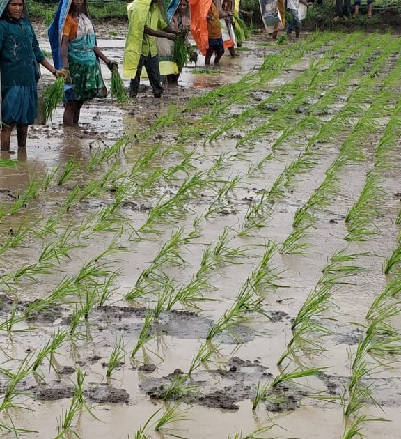  In Igatpuri taluka, complete cultivation of rice in 12% area | इगतपुरी तालुक्यात १२ टक्के क्षेत्रात भात लागवड पूर्ण