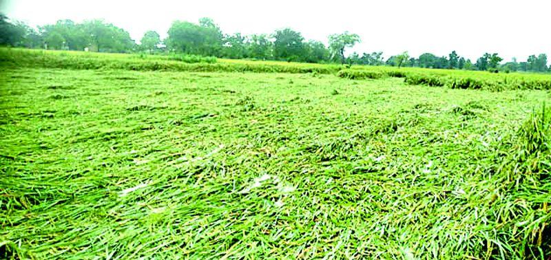 Heavy rains in four talukas, paddy crops were washed away | चार तालुक्यात अतिवृष्टी, धानपीक झाले भुईसपाट