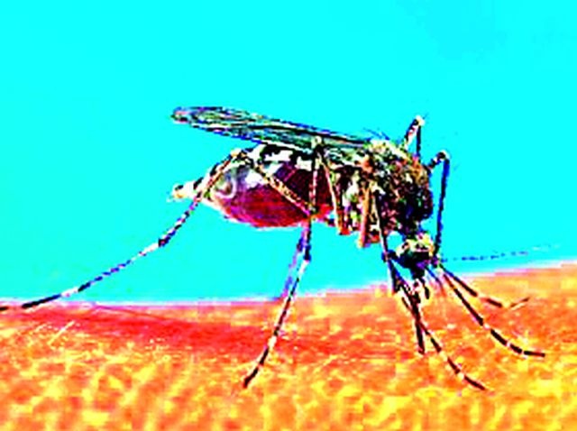 Malaria has spread legs | मलेरियाने पाय पसरले