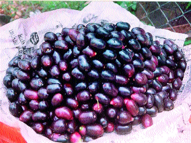 Demand for purple fruit increased in rural areas | ग्रामीण भागात जांभूळ फळाला मागणी वाढली