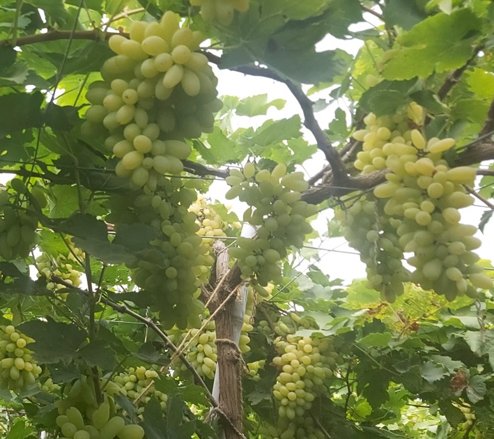 Flower grapevine quit jobs | नोकरी सोडून फुलविली द्राक्षबाग