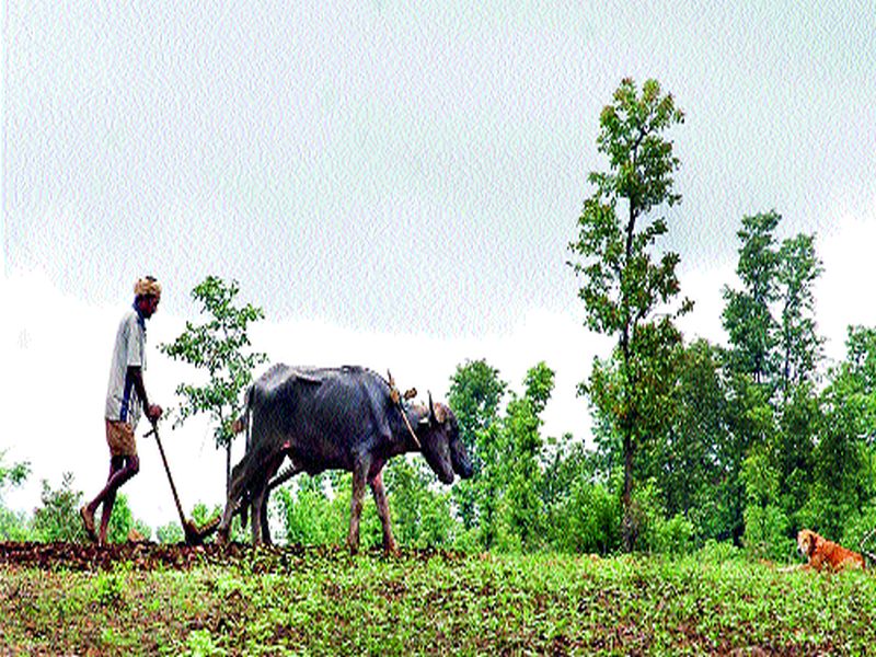 Loan Approval Scheme: 6,000 farmers benefit; 37 crore loan waived in Kalwan taluka | कर्जमाफी योजना : सहा हजार शेतकºयांना लाभ; कळवण तालुक्यातील स्थिती ३७ कोटींंचे कर्ज माफ
