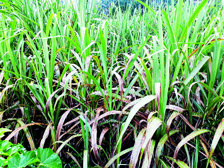 70,000 hectares of sugarcane 'Tambera' in the district | जिल्ह्यात ७० हजार हेक्टर उसावर ‘तांबेरा’