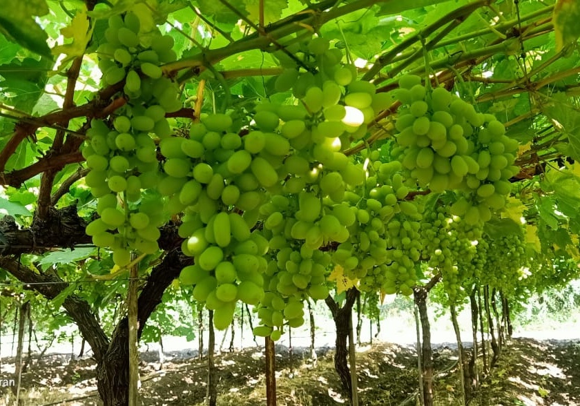 Grape growers are worried about cloudy weather | ढगाळ वातावरणाने द्राक्ष उत्पादक शेतकरी हवालदिल