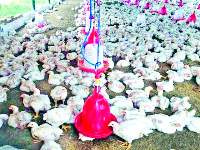 Poultry business in crisis | पोल्ट्री व्यवसाय संकटात
