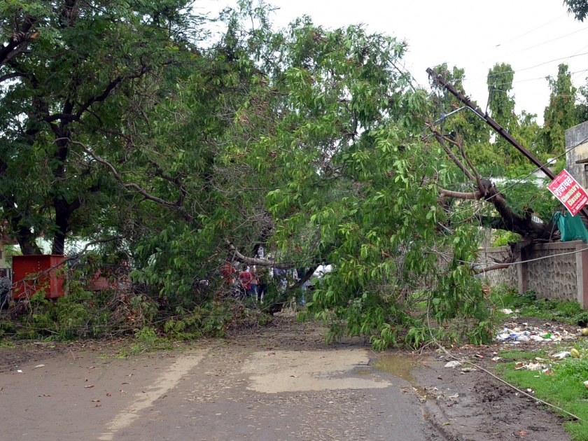 Parbhani: The tree falling on the road opposite Jayakwadi | परभणी :जायकवाडी समोरील रस्त्यावर पडले झाड