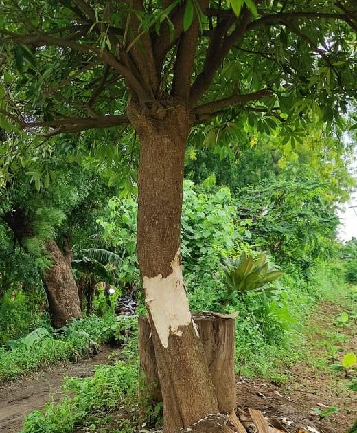 Attempts to prune and destroy live neem trees in Anturli Shivara | अंतुर्ली शिवारात कडूनिंबाची जिवंत झाडे छाटून नष्ट करण्याचा प्रयत्न